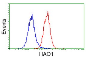 HAO1 Antibody - Flow cytometry of HeLa cells, using anti-HAO1 antibody (Red), compared to a nonspecific negative control antibody (Blue).