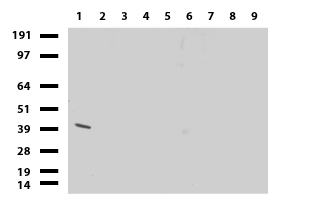 HAO1 Antibody - Western blot of cell lysates. (35ug) from 9 different cell lines. (1: HepG2, 2: HeLa, 3: SV-T2, 4: A549, 5: COS7, 6: Jurkat, 7: MDCK, 8: PC-12, 9: MCF7). Diluation: 1:250