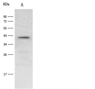 HAO1 Antibody - Anti-HAO-1 rabbit polyclonal antibody at 1:500 dilution. Lane A: THP1 Whole Cell Lysate. Lysates/proteins at 30 ug per lane. Secondary: Goat Anti-Rabbit IgG (H+L)/HRP at 1/10000 dilution. Developed using the ECL technique. Performed under reducing conditions. Predicted band size: 41 kDa. Observed band size: 41 kDa.