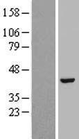 HAO1 Protein - Western validation with an anti-DDK antibody * L: Control HEK293 lysate R: Over-expression lysate