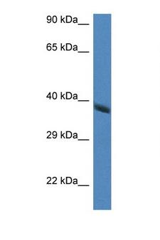HAO2 Antibody - HAO2 antibody Western blot of Mouse Brain lysate. Antibody concentration 1 ug/ml.  This image was taken for the unconjugated form of this product. Other forms have not been tested.