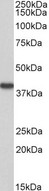 HAO2 Antibody - Goat Anti-HAO2 (aa54-67) Antibody (0.3µg/ml) staining of Human Kidney lysate (35µg protein in RIPA buffer). Primary incubation was 1 hour. Detected by chemiluminescencence.