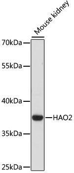 HAO2 Antibody - Western blot analysis of extracts of Mouse kidney, using HAO2 antibody at 1:1000 dilution. The secondary antibody used was an HRP Goat Anti-Rabbit IgG (H+L) at 1:10000 dilution. Lysates were loaded 25ug per lane and 3% nonfat dry milk in TBST was used for blocking. An ECL Kit was used for detection and the exposure time was 5s.