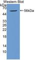 HAP1 Antibody - Western blot of HAP1 antibody.