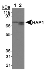 HAP1 Antibody - HAP1 Antibody - Western blot of HAP1 using Lane 1: mouse brain lysate and Lane 2: human brain lysate.  This image was taken for the unconjugated form of this product. Other forms have not been tested.