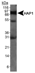 HAP1 Antibody - Detection of HAP1 in mouse brain lysate.  This image was taken for the unconjugated form of this product. Other forms have not been tested.