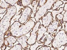 HAP1 Antibody - Immunochemical staining of human HAP1 in human placenta with rabbit polyclonal antibody at 1:100 dilution, formalin-fixed paraffin embedded sections.