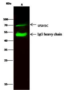 Harmonin / USH1C Antibody - USH1C was immunoprecipitated using: Lane A: 0.5 mg Caco-2 Whole Cell Lysate. 2 uL anti-USH1C rabbit polyclonal antibody and 15 ul of 50% Protein G agarose. Primary antibody: Anti-USH1C rabbit polyclonal antibody, at 1:500 dilution. Secondary antibody: Dylight 800-labeled antibody to rabbit IgG (H+L), at 1:5000 dilution. Developed using the odssey technique. Performed under reducing conditions. Predicted band size: 75 kDa. Observed band size: 70 kDa.