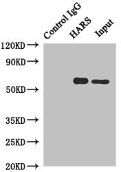 HARS Antibody - Immunoprecipitating HARS in Hela whole cell lysate Lane 1: Rabbit monoclonal IgG (1µg) instead of HARS Antibody in Hela whole cell lysate.For western blotting, a HRP-conjugated anti-rabbit IgG, specific to the non-reduced form of IgG was used as the Secondary antibody (1/50000) Lane 2: HARS Antibody (4µg) + Hela whole cell lysate (500µg) Lane 3: Hela whole cell lysate (20µg)