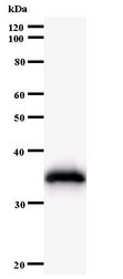 HARS Antibody - Western blot of immunized recombinant protein using HARS antibody.