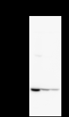 HARS Antibody - Detection of HARS by Western blot. Samples: Whole cell lysate from human HeLa (H, 25 ug) , mouse NIH3T3 (M, 25 ug) and rat F2408 (R, 25 ug) cells. Predicted molecular weight: 57 kDa
