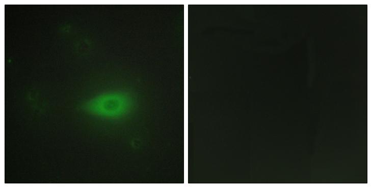 HARS Antibody - Peptide - + Immunofluorescence analysis of HepG2 ells, using HARS antibody.