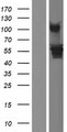 HARS Protein - Western validation with an anti-DDK antibody * L: Control HEK293 lysate R: Over-expression lysate