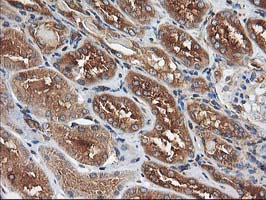 HARS2 Antibody - IHC of paraffin-embedded Human Kidney tissue using anti-HARS2 mouse monoclonal antibody.