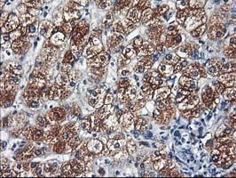 HARS2 Antibody - IHC of paraffin-embedded Human liver tissue using anti-HARS2 mouse monoclonal antibody.