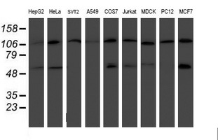 HARS2 Antibody - Western blot of extracts (35 ug) from 9 different cell lines by using anti-HARS2 monoclonal antibody.