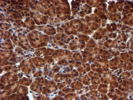 HARS2 Antibody - IHC of paraffin-embedded Human pancreas tissue using anti-HARS2 mouse monoclonal antibody.