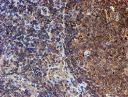 HARS2 Antibody - IHC of paraffin-embedded Human tonsil using anti-HARS2 mouse monoclonal antibody.
