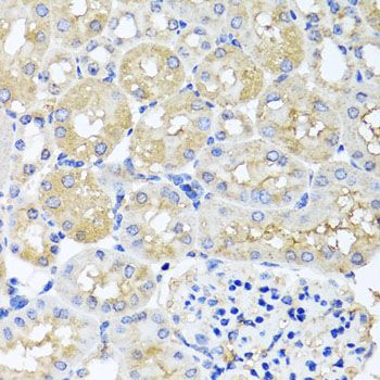 HARS2 Antibody - Immunohistochemistry of paraffin-embedded mouse kidney tissue.