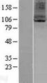 HARV1 / ARV1 Protein - Western validation with an anti-DDK antibody * L: Control HEK293 lysate R: Over-expression lysate