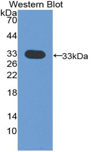 HAS1 / HAS Antibody - Western Blot; Sample: Recombinant protein.