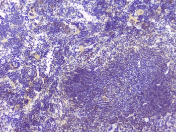 HAS1 / HAS Antibody - IHC staining of FFPE mouse spleen with HAS1 antibody at 1ug/ml. HIER: boil tissue sections in pH6, 10mM citrate buffer, for 10-20 min and allow to cool before testing.