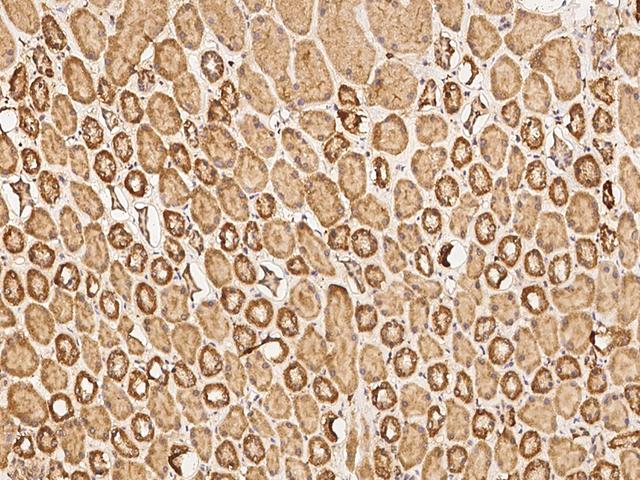 HAS1 / HAS Antibody - Immunochemical staining of human HAS1 in human kidney with rabbit polyclonal antibody at 1:500 dilution, formalin-fixed paraffin embedded sections.