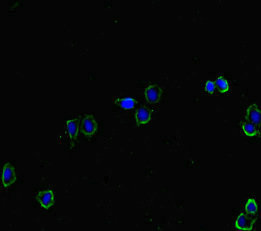 HAS2 Antibody - Immunofluorescent analysis of HepG2 cells diluted at 1:100 and Alexa Fluor 488-congugated AffiniPure Goat Anti-Rabbit IgG(H+L)