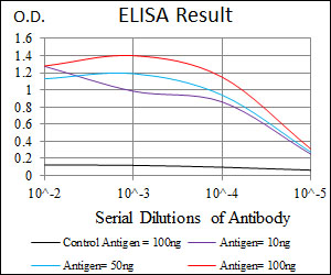 HAS3 Antibody - Red: Control Antigen (100ng); Purple: Antigen (10ng); Green: Antigen (50ng); Blue: Antigen (100ng);