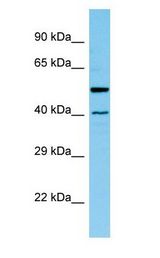 HAT1 Antibody - HAT1 antibody Western Blot of Rat Pancreas.  This image was taken for the unconjugated form of this product. Other forms have not been tested.