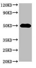 HAT1 Antibody - Western Blot Positive WB detected in: 293 whole cell lysate All lanes: HAT1 antibody at 3µg/ml Secondary Goat polyclonal to rabbit IgG at 1/50000 dilution Predicted band size: 50, 40 kDa Observed band size: 50 kDa