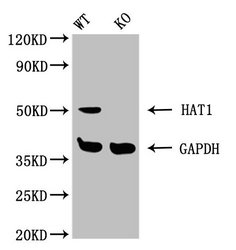 HAT1 Antibody - Western blot WT: Wild-type 293 cellsKO: Knockout 293 cells
