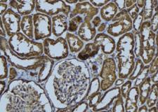 HAUS2 Antibody - 1:100 staining rat kidney tissue by IHC-P. The sample was formaldehyde fixed and a heat mediated antigen retrieval step in citrate buffer was performed. The sample was then blocked and incubated with the antibody for 1.5 hours at 22°C. An HRP conjugated goat anti-rabbit antibody was used as the secondary.