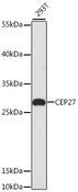 HAUS2 Antibody - Western blot analysis of extracts of 293T cells using CEP27 Polyclonal Antibody at dilution of 1:3000.