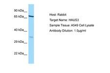 HAUS3 / C4orf15 Antibody -  This image was taken for the unconjugated form of this product. Other forms have not been tested.