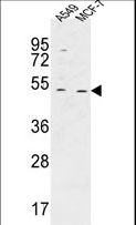 HAUS4 Antibody - HAUS4 Antibody western blot of A549,MCF-7 cell line lysates (35 ug/lane). The HAUS4 antibody detected the HAUS4 protein (arrow).