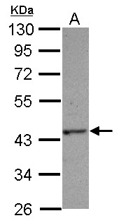 HAUS4 Antibody - Sample (30 ug of whole cell lysate) A: Jurkat 10% SDS PAGE HAUS4 antibody diluted at 1:1000