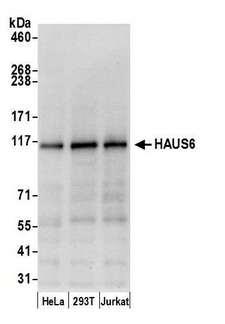 HAUS6 / FAM29A Antibody - Detection of human HAUS6 by western blot. Samples: Whole cell lysate (15 µg) from HeLa, HEK293T, and Jurkat cells prepared using NETN lysis buffer. Antibody: Affinity purified rabbit anti-HAUS6 antibody used for WB at 0.1 µg/ml. Detection: Chemiluminescence with an exposure time of 10 seconds.