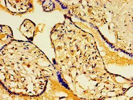 HAUS6 / FAM29A Antibody - Immunohistochemistry of paraffin-embedded human placenta using antibody at 1:100 dilution.