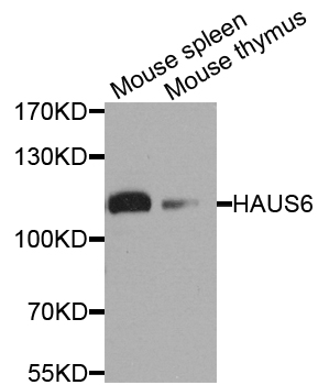 HAUS6 / FAM29A Antibody - Western blot analysis of extract of various cells.