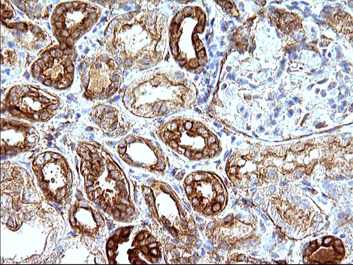 HAUS7 Antibody - IHC of paraffin-embedded Human Kidney tissue using anti-HAUS7 mouse monoclonal antibody. (Heat-induced epitope retrieval by 10mM citric buffer, pH6.0, 120°C for 3min).