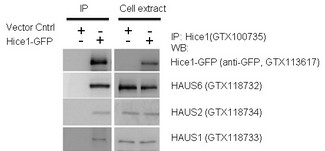 HAUS8 Antibody - IP-WB assay to show that Hice1 co-immunoprecipitated with other Augmin components HAUS6, HAUS2 and HAUS1 in U2OS cells.