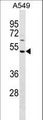HAUS8 Antibody - HAUS8 Antibody western blot of A549 cell line lysates (35 ug/lane). The HAUS8 antibody detected the HAUS8 protein (arrow).