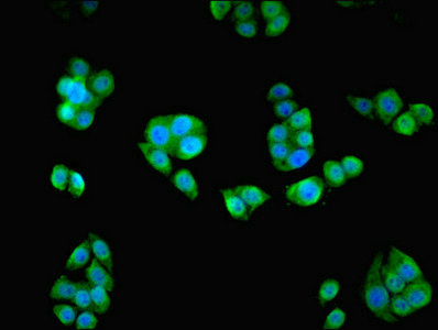 HAUS8 Antibody - Immunofluorescent analysis of PC3 cells diluted at 1:100 and Alexa Fluor 488-congugated AffiniPure Goat Anti-Rabbit IgG(H+L)