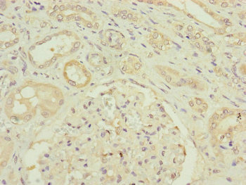 HAUS8 Antibody - Immunohistochemistry of paraffin-embedded human kidney tissue at dilution of 1:100