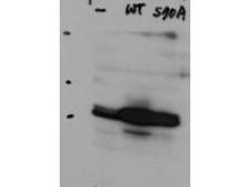 HAUS8 Antibody - Western Blot of rabbit Anti-Hice1 antibody. Lane 1: HeLa cell extracts of untransfected cells (-). Lane 2: transfected HeLa cell extracts with Flag X3-Hice1 WT (WT). Lane 3: transfected HeLa cell extracts with Flag X3-Hice1 S70A mutant (70A). Load: 35 µg per lane. Primary antibody: Hice1 antibody at 0.5 µg/mL for overnight at 4°C. Secondary antibody: Conjugated Goat Anti-Rabbit IgG secondary antibody at 1:10,000 for 45 min at RT. Block: 5% BLOTTO overnight at 4°C. Predicted/Observed size: 44.8 kDa, 48 kDa for Hice1. Other band(s): none.
