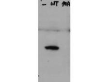 HAUS8 Antibody - Western Blot of rabbit Anti-Hice1 pS70 antibody. Lane 1: HeLa cell extracts of untransfected cells (-). Lane 2: transfected HeLa cell extracts with Flag X3-Hice1 WT (WT). Lane 3: transfected HeLa cell extracts with Flag X3-Hice1 S70A mutant (70A). Load: 35 µg per lane. Primary antibody: Hice1 pS70 antibody at 0.5 µg/mL for overnight at 4°C. Secondary antibody: Conjugated Goat Anti-Rabbit IgG secondary antibody at 1:10,000 for 45 min at RT. Block: 5% BLOTTO overnight at 4°C. Predicted/Observed size: 44.8 kDa, 48 kDa for Hice1 pS70. Other band(s): none.
