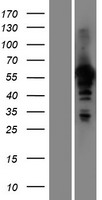 HAUS8 Protein - Western validation with an anti-DDK antibody * L: Control HEK293 lysate R: Over-expression lysate