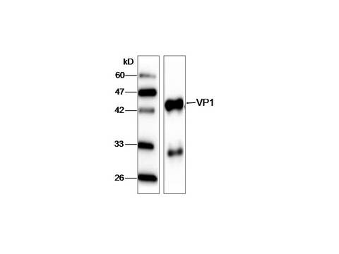 HAV VP1 Antibody - Western blot with recombinant protein
