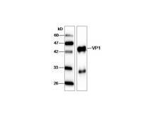 HAV VP1 Antibody - Western blot with recombinant protein